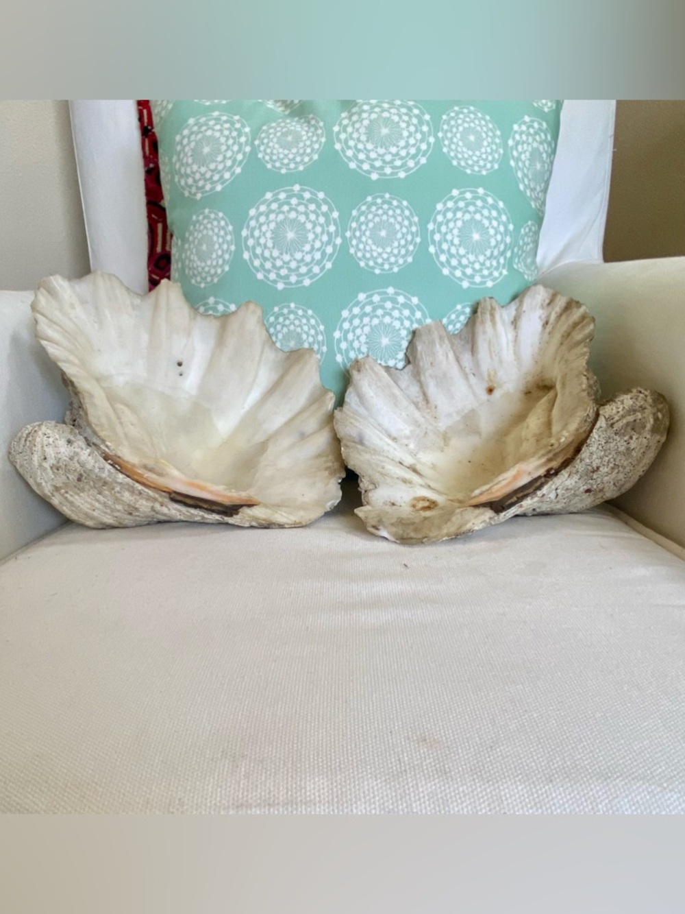 Matching PAIR Tridacna Gigas Large Natural Clam Shells Complete HEAVY 10.5”
